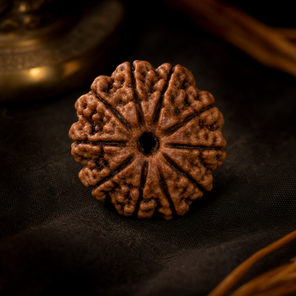 11 Mukhi Rudraksha